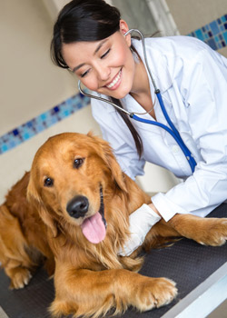 holistic in home vet care | Mobile Pet Doctor Palm Beach Picture 1