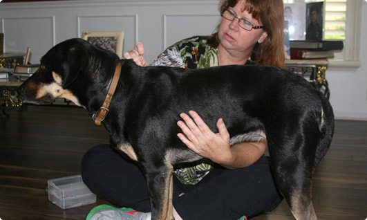 Acupuncture Mobile Vet Doctor for Pets - Cats/Dogs Dr. Michaele Teston West Palm Beach Picture 1